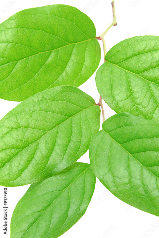 Fototapeta premium Branch