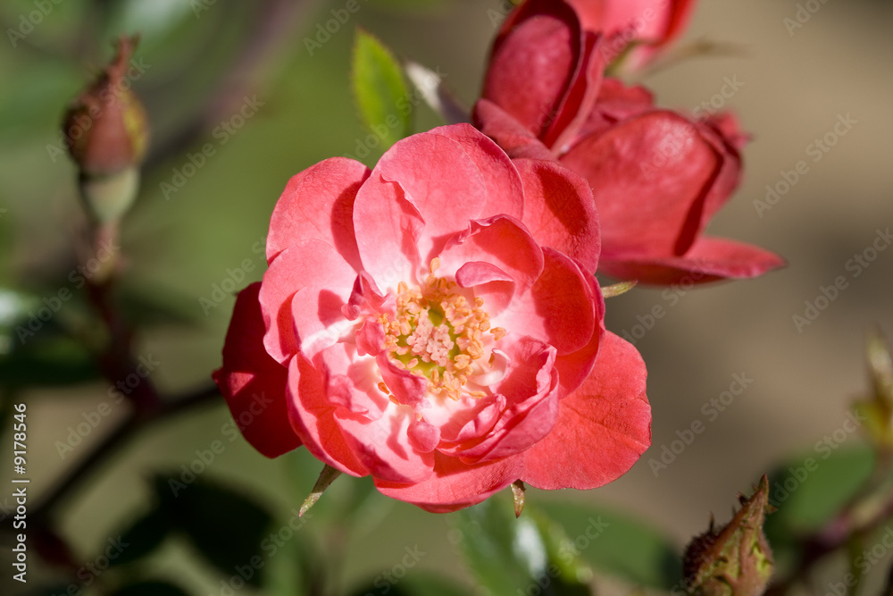 A perfect pink rose growing in a garden A perfect pink rose growing in a garden