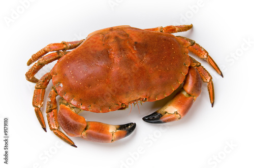 Prepared crab on white background