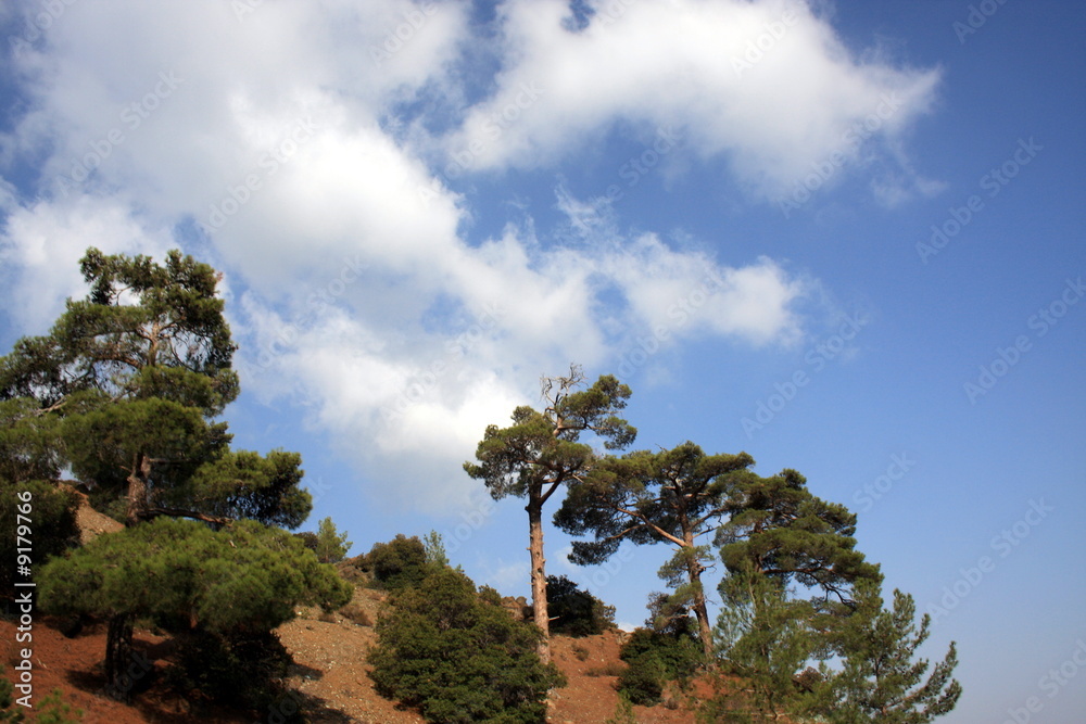 Green Trees on a hilltop with a blue sky with clouds background Green Trees on a hilltop with a blue sky with clouds background