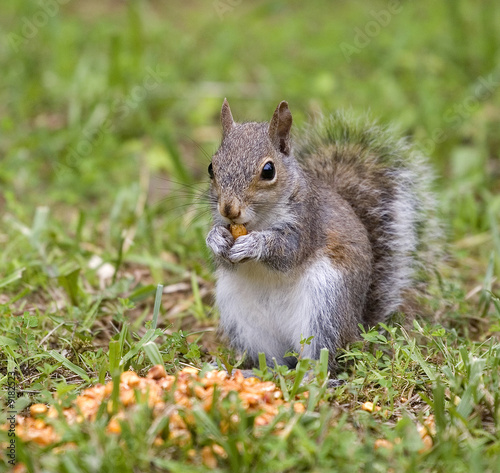 squirrel that's grabbed a kernel of corn on grass