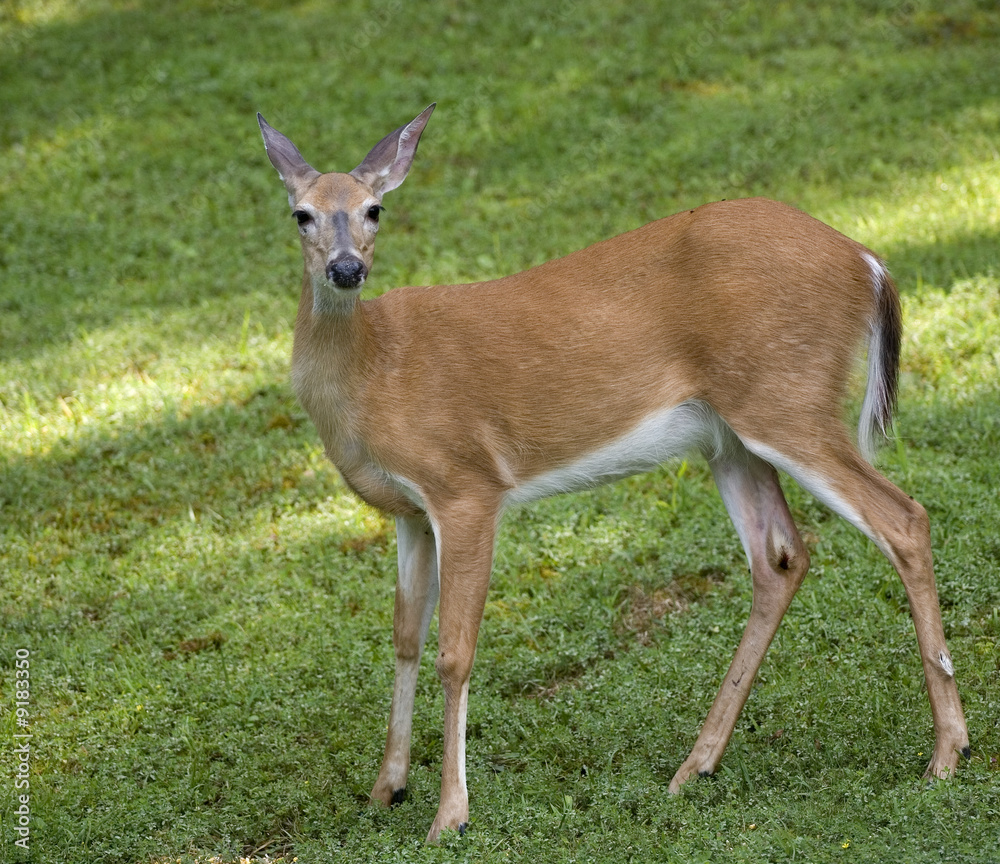 Fototapeta premium morning whitetail deer in a grassy field