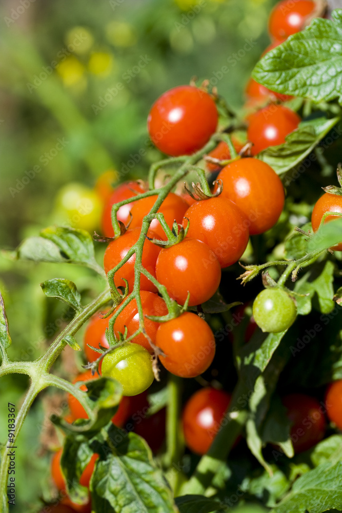 Close-up of cherry tomatoes on branch