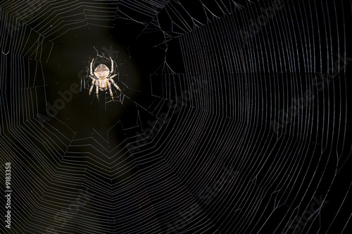 Spider on a web over black background