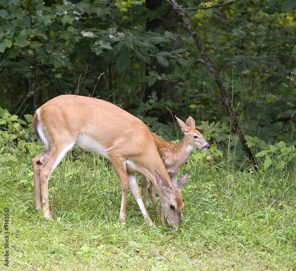 doe and a fawn enjoying a meal together doe and a fawn enjoying a meal together