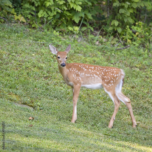 whitetail fawn at the edge of a forest
