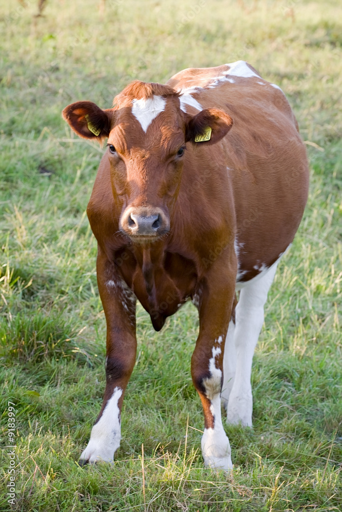 front view of pedigreed cow on green grass