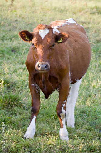 front view of pedigreed cow on green grass