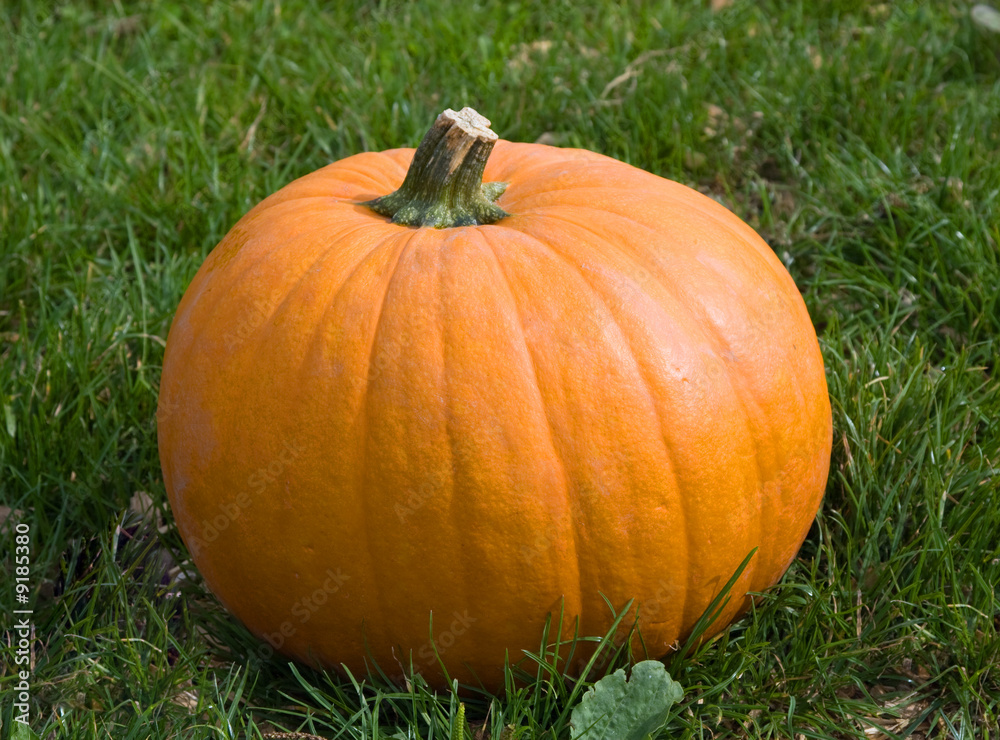 Orange pumpkin on the grass (Autumn 2008, Zurich) Orange pumpkin on the grass (Autumn 2008, Zurich)