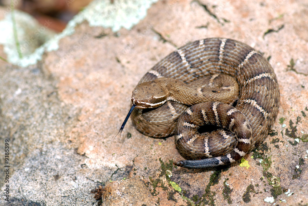 Fototapeta premium A young Arizona ridgenose rattlesnake from the Canelo hills