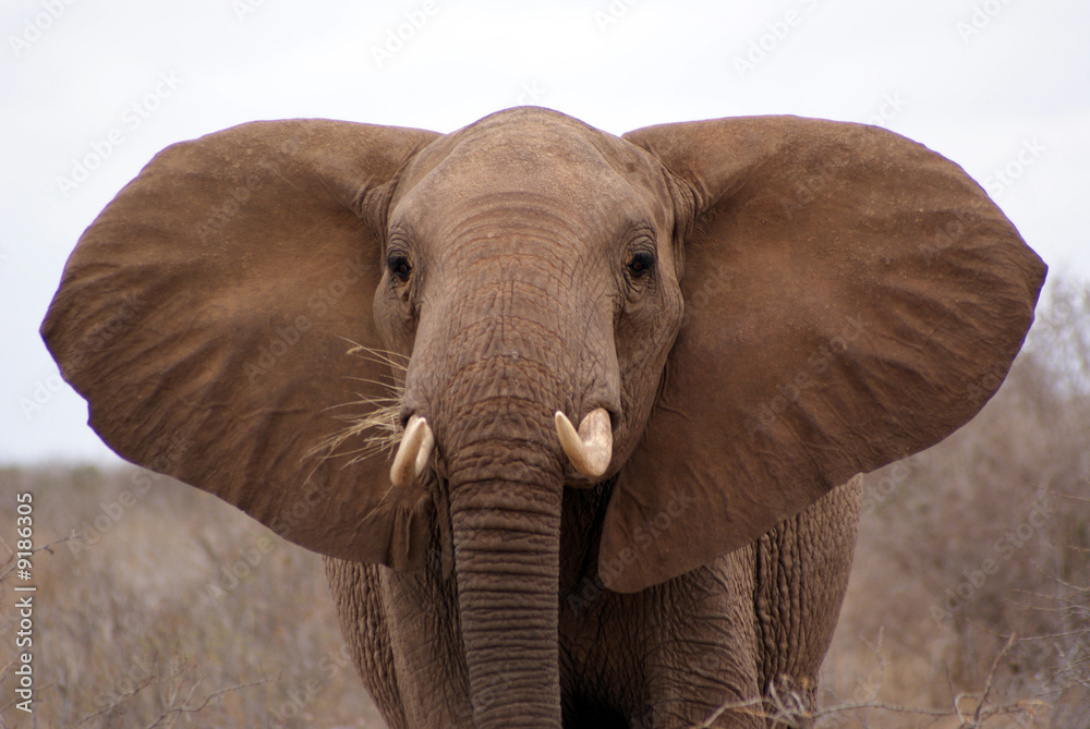 Obraz premium elephant II