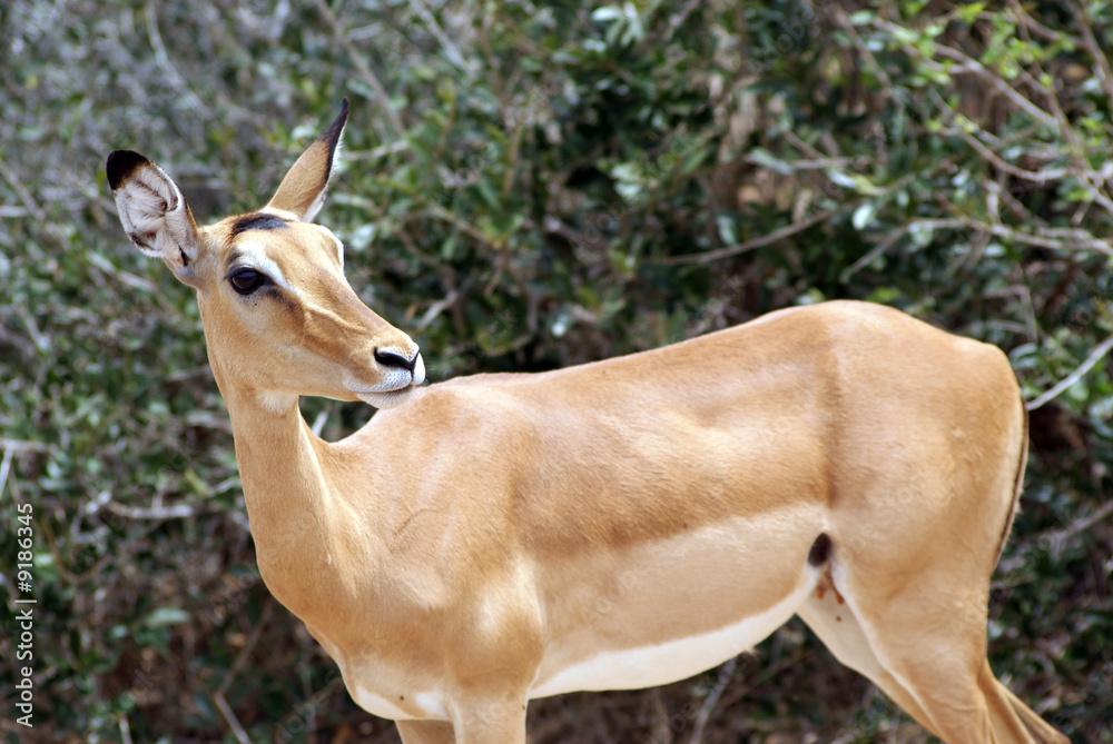 piccola antilope piccola antilope