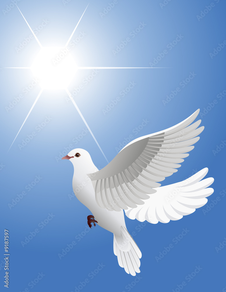 Obraz premium White dove, vector illustration