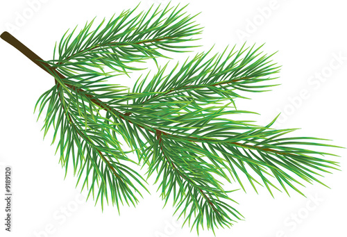 Fir twig isolated on white   vector 