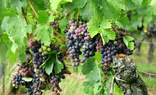 Obraz na plátne raisins sur le cep de vigne