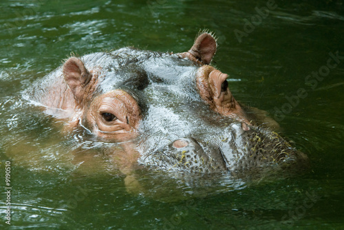 Hippo with head above water
