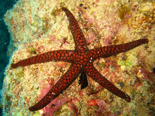 Estrella de Mar  Oceano Indico