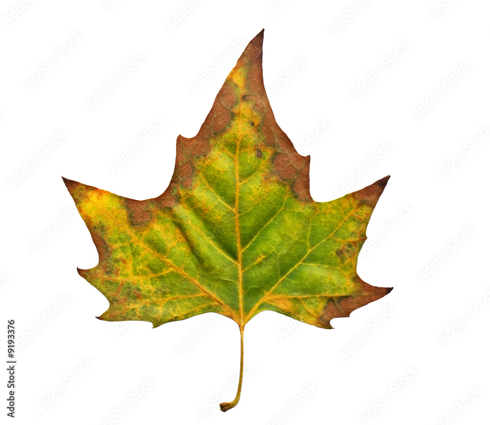 Naklejka premium Leaf of Fall