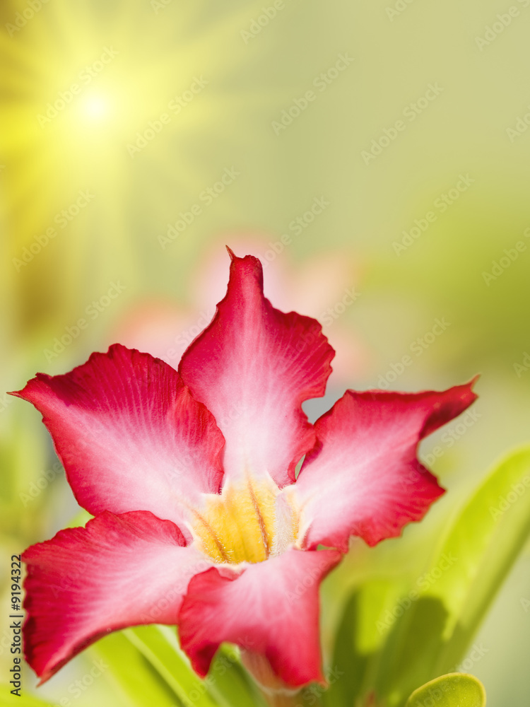 Fototapeta premium Floral background. Tropical flower Pink Adenium. Desert rose.