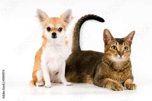 The puppy chihuahua with a cat