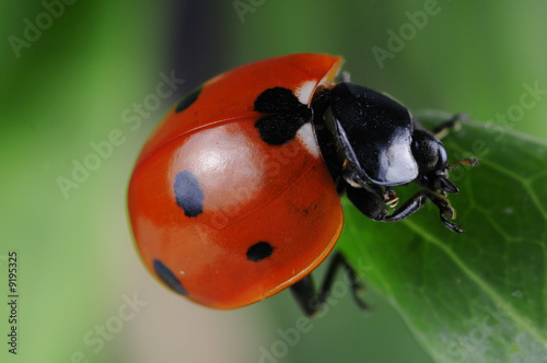 Red seven-spot ladybird  (Coccinella septempunctata) photo