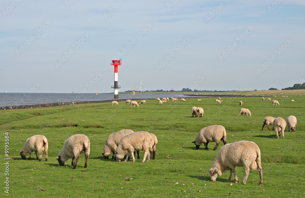 Fototapeta premium Landschaft an der Nordseeküste, Deichgebiet