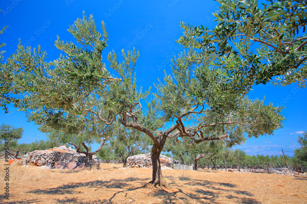 Olive tree orchard on the island of Brac, Croatia Olive tree orchard on the island of Brac, Croatia