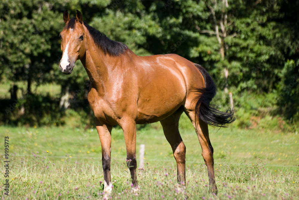 trotteur au pré trotteur au pré