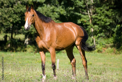 trotteur au pré