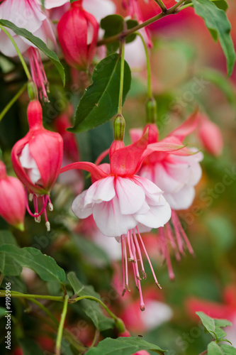 Photo Fuchsia flowers