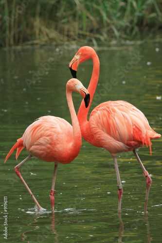 Two red flamingos in the water