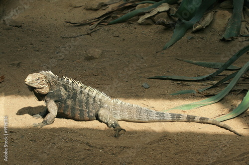 Chameleon heat up in the sun