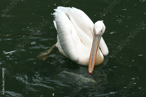 White pelican dragt for fish