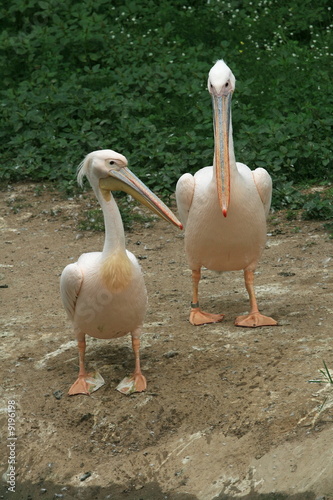Two pelicans on the riverside