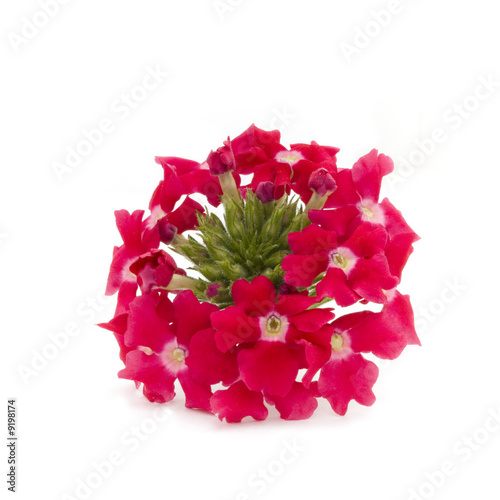 red verbena flower isolated on white background