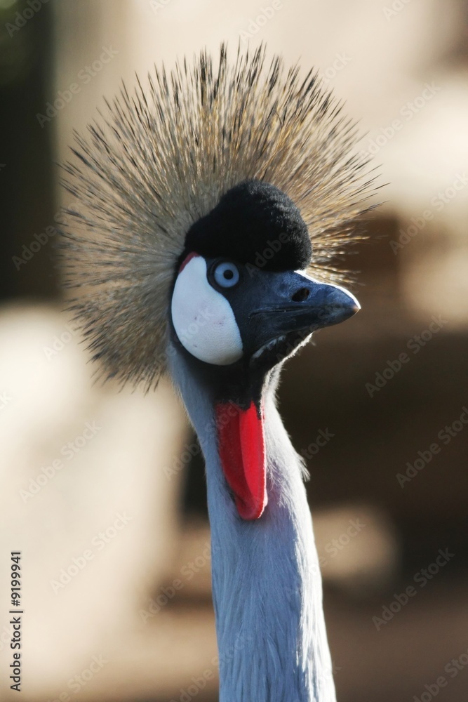 Fototapeta premium Portrait of a beautiful Crowned Crane with striking feathers