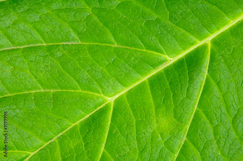 Texture of a green leaf of a plant close up