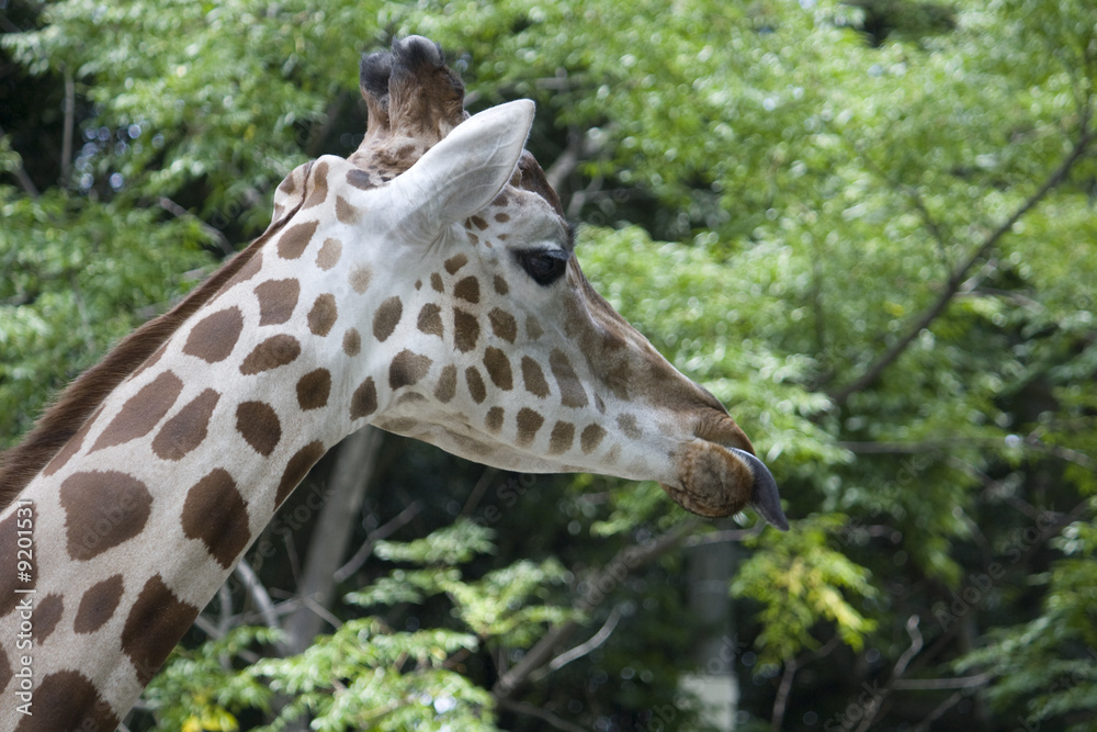 Fototapeta premium Giraffe steckt Zunge raus