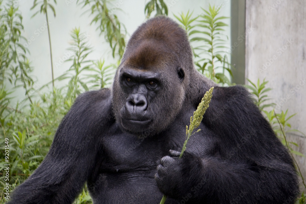 Naklejka premium Gorilla