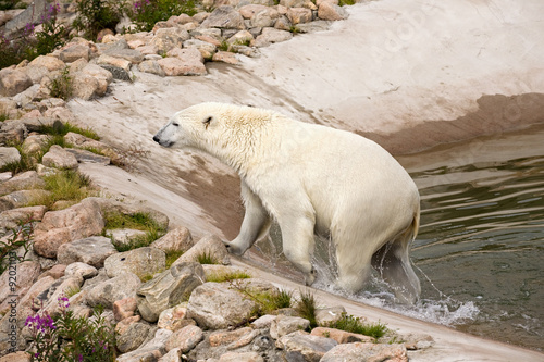 big polar bear leaving water closeup