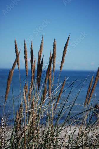 Gras am Meer