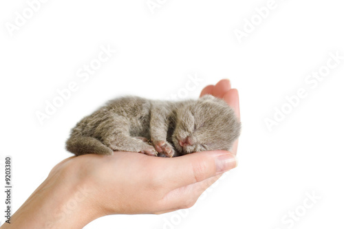 Small mauve kitty sleeping on woman's palm. 3 days from birth