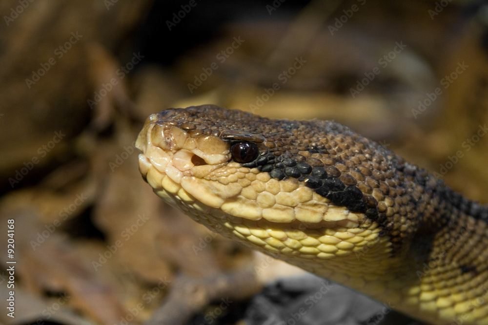 the poisonous brown viper in the woods the poisonous brown viper in the woods