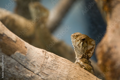 a brown lizard looking over a tree in the woods of costa rica photo