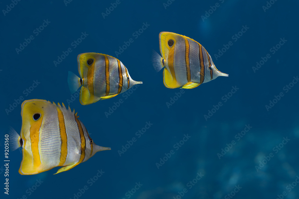 Naklejka premium Buttrflies