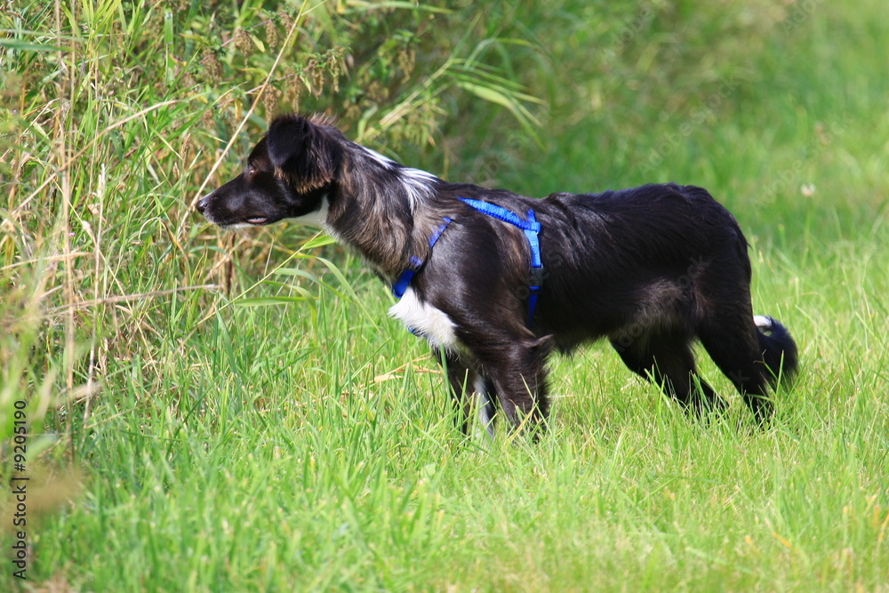 border collie