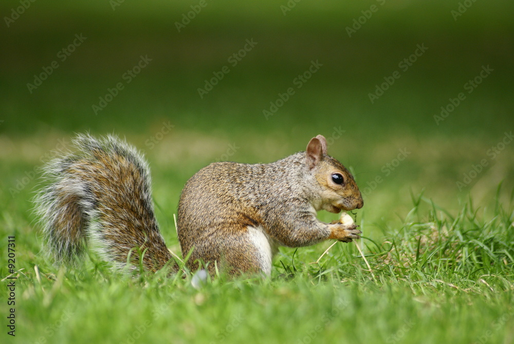 Obraz premium écureuil de profil grignotant