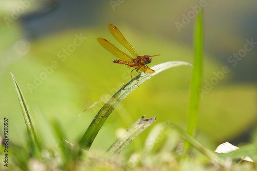 Libelle auf Grashalm © Michael Fritzen