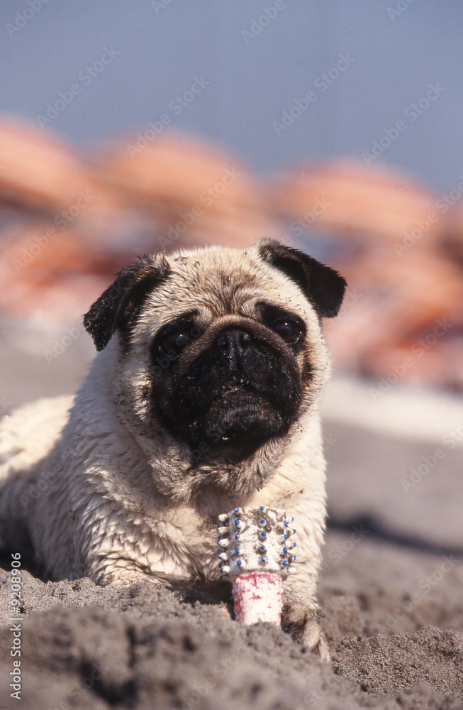 Obraz premium carlin dans le sable