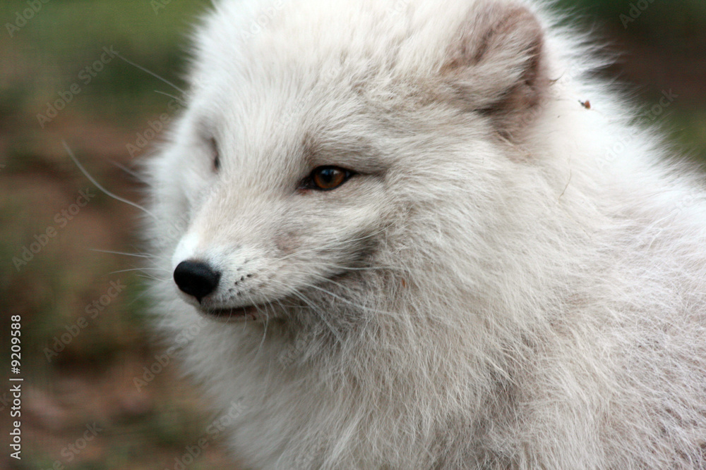 Polarfuchs Polarfuchs